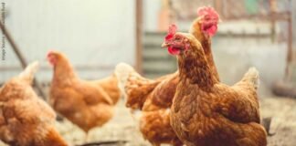 Reimagining poultry nutrition with nature’s overlooked protein powerhouse