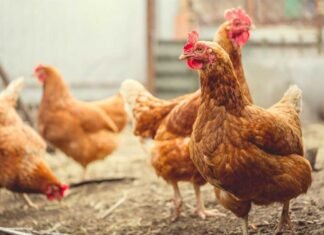 Reimagining poultry nutrition with nature’s overlooked protein powerhouse