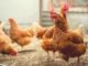 Reimagining poultry nutrition with nature’s overlooked protein powerhouse