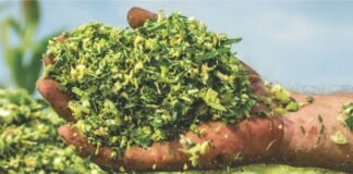 Transforming Forage Nutrition: Advances in Silage Additives for Enhanced Preservation and Feed Quality