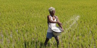 ING Report 2026: Signs of Stability in Global Agri-Sector, but Imbalance Remains in Soybean and Corn Supply