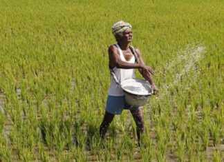 ING Report 2026: Signs of Stability in Global Agri-Sector, but Imbalance Remains in Soybean and Corn Supply