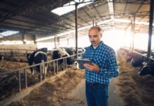 India’s Dairy Sector Embraces Digital Tech to Boost Efficiency and Farmer Welfare
