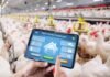 Indian Startup Livestockify Brings Real-Time AI Monitoring to Poultry Farms