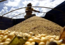 Brazil Set for Record 177 Million Tonnes of Soybeans in 2025-26 Cycle