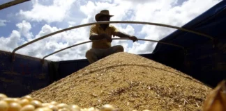Brazil Set for Record 177 Million Tonnes of Soybeans in 2025-26 Cycle