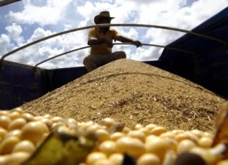 Brazil Set for Record 177 Million Tonnes of Soybeans in 2025-26 Cycle