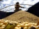 Brazil Set for Record 177 Million Tonnes of Soybeans in 2025-26 Cycle