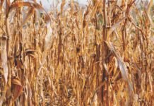 Maize Straw: Converting Agricultural Residue into Revenue Streams for Rural Enterprises