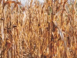 Maize Straw: Converting Agricultural Residue into Revenue Streams for Rural Enterprises