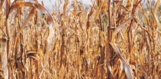Maize Straw: Converting Agricultural Residue into Revenue Streams for Rural Enterprises