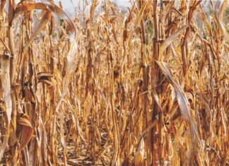 Maize Straw: Converting Agricultural Residue into Revenue Streams for Rural Enterprises