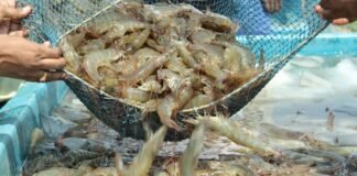 Farmers Caution Centre Against Opening New Shrimp Import Routes