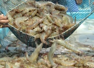 Farmers Caution Centre Against Opening New Shrimp Import Routes