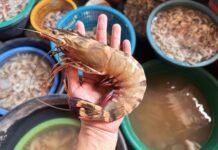 Tariff-Hit Indian Shrimp Finds Relief in Chinese Market