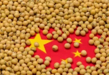 China’s 2025 Soybean Imports Rise 6.5% to 111.8 Million Tons