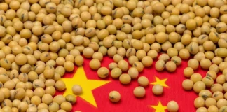 China’s 2025 Soybean Imports Rise 6.5% to 111.8 Million Tons