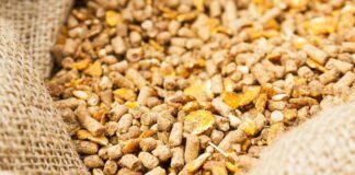 Strategic framework to boost poultry production by cost-effective feed formulations, integrated farm practices and disease control in India