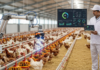 Indian Startup Livestockify Brings Real-Time AI Monitoring to Poultry Farms Industry Updates featured image for Indian Startup Livestockify Brings Real-Time AI Monitoring to…