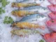 Indian Seafood Exports to US Set to Halt as Tariff Blow Freezes New Orders
