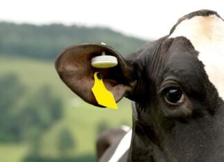 Smart Tags and AI to Predict Animal Illness Under GADVASU Research Project
