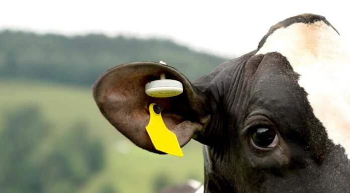 Smart Tags and AI to Predict Animal Illness Under GADVASU Research Project