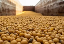 China Likely to Rely More on Brazilian Soybeans in Early 2026 as Price Gap Widens