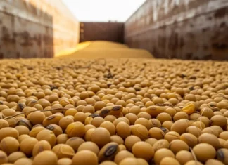 China Likely to Rely More on Brazilian Soybeans in Early 2026 as Price Gap Widens