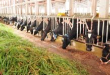 Kerala to Launch High-Tech Centre for Indigenous Cattle Breeding and Milk Self-Sufficiency