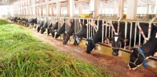 Kerala to Launch High-Tech Centre for Indigenous Cattle Breeding and Milk Self-Sufficiency