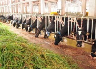 Kerala to Launch High-Tech Centre for Indigenous Cattle Breeding and Milk Self-Sufficiency