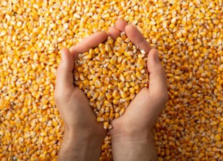 Maize now accounts for close to half of ethanol produced in India