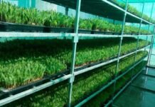 Farmers Trained in Alternative Fodder Production to Boost Livestock Productivity