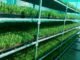 Farmers Trained in Alternative Fodder Production to Boost Livestock Productivity