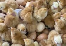 EW Group to Invest INR 200 Crore to Expand Layer Chick Supply in India