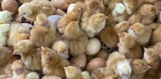 EW Group to Invest INR 200 Crore to Expand Layer Chick Supply in India