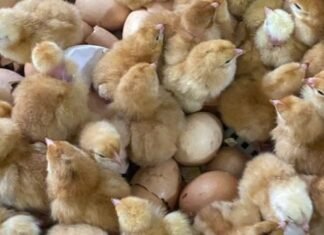 EW Group to Invest INR 200 Crore to Expand Layer Chick Supply in India