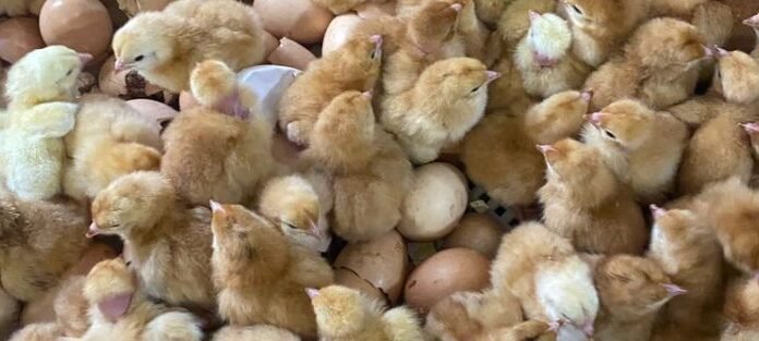 EW Group to Invest INR 200 Crore to Expand Layer Chick Supply in India