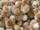 EW Group to Invest INR 200 Crore to Expand Layer Chick Supply in India