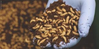 Beyond Feed: How insect protein startups are unlocking high-value applications in diagnostics & Biotech