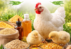 Poultry Feed Additives Market to Reach USD 7.9 Billion by 2033