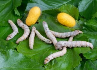 Beyond Feed: How insect protein startups are unlocking high-value applications in diagnostics & Biotech