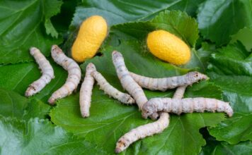 Beyond Feed: How insect protein startups are unlocking high-value applications in diagnostics & Biotech