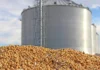 US Soybean Industry Sees China as Key Market Amid Trade Stabilization