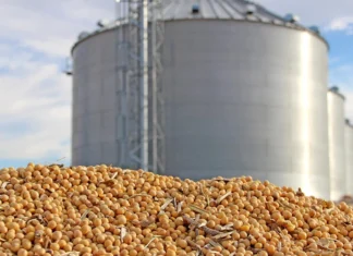 US Soybean Industry Sees China as Key Market Amid Trade Stabilization