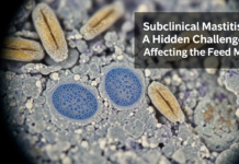 Subclinical Mastitis: A Hidden Challenge Affecting the Feed Mill Featured image for Auto Draft