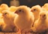 Understanding Loose Droppings in Poultry