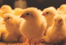 Understanding Loose Droppings in Poultry