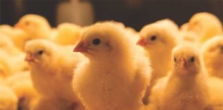Understanding Loose Droppings in Poultry