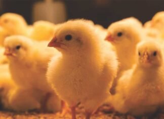 Understanding Loose Droppings in Poultry